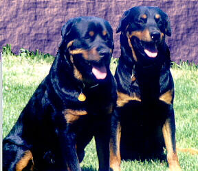 Titus (left) and Renegade