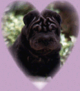 Image of joypupp.gif