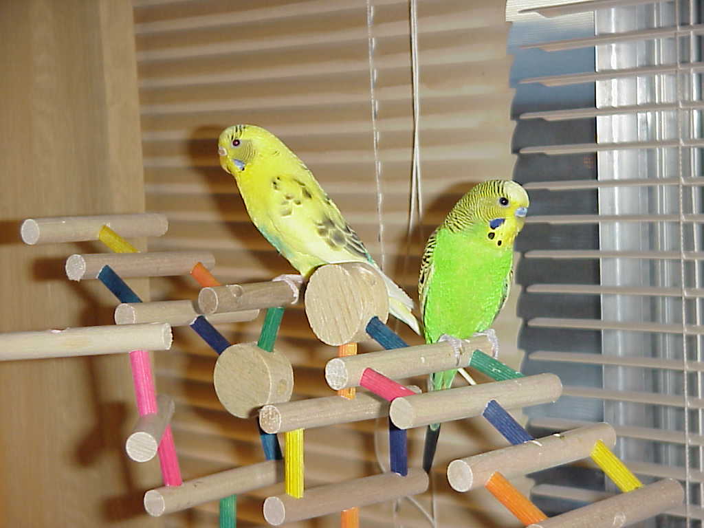 Budgies