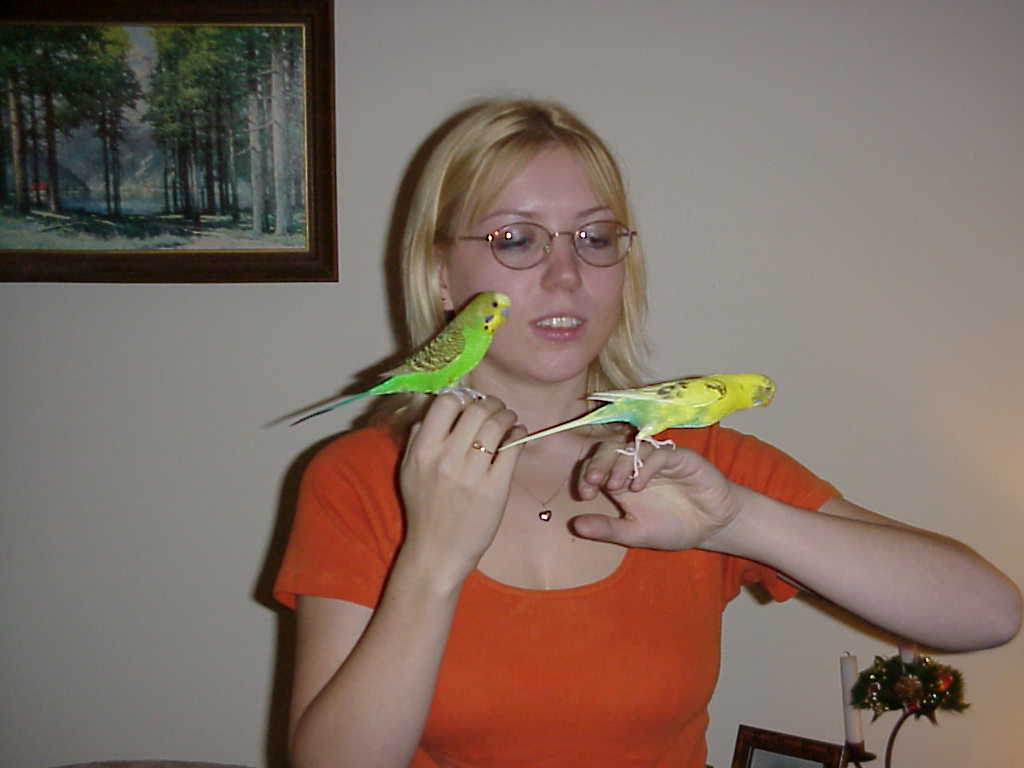 Budgies