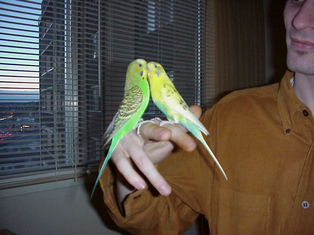 Budgies