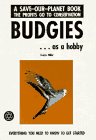 Budgies As a Hobby