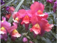 snapdragons