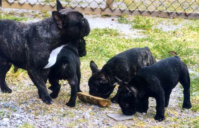 Puppies playing