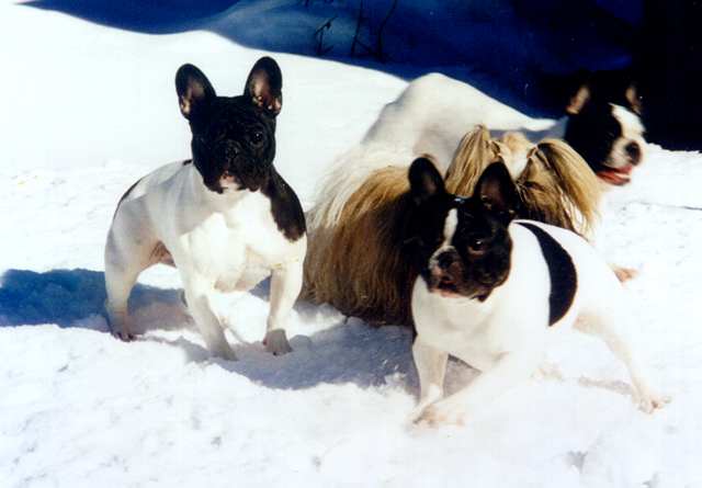 Playing in the snow