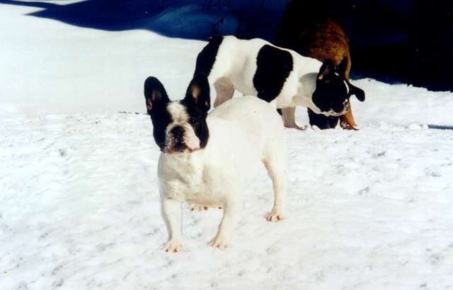 Playing in the snow