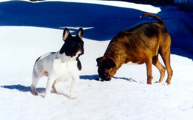 Playing in the snow