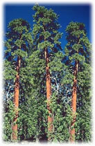 Three Cedar Trees