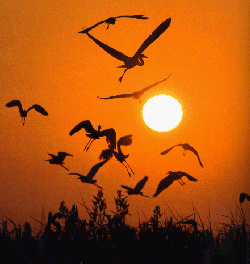 Birds flying over the Everglades