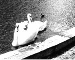 Swans