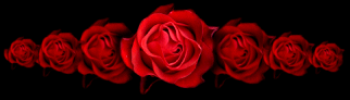 MD-rose1bar.gif (12595 bytes)