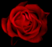 MD-rose1blank.gif (3091 bytes)