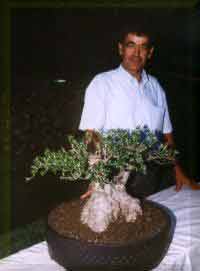 Maestro en Bonsai F.Manent