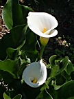 Calla Lily