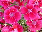 Dianthus -- Close up