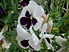 White Pansies with Purple Faces