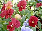 Burgundy Pansies