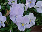 Pale Purple Pansies