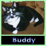 Buddy