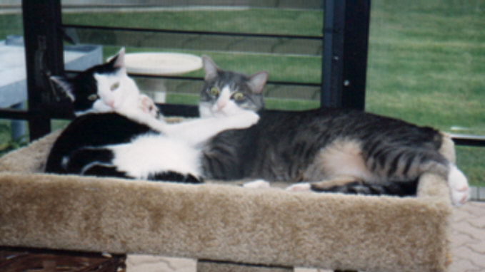 Timna & Woosel on their kitty perches