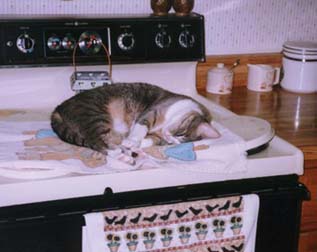 Woosel sleepin' on the stove!