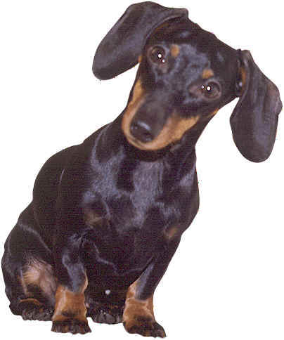 basset.jpg (17627 bytes)