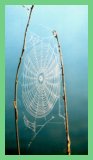 A Spiderweb by Renea