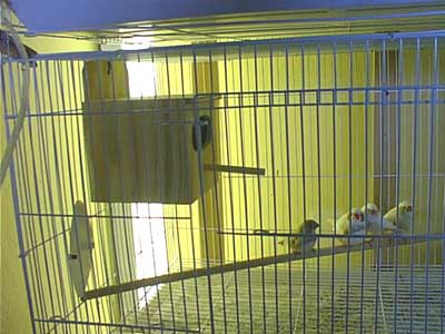 Inside Nestbox in Cage