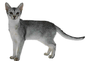 cat3.gif (5794 bytes)