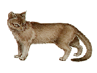 cat4.gif (13207 bytes)