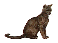 cat8.gif (10569 bytes)