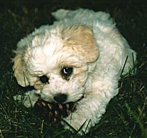 Keepher as a pup