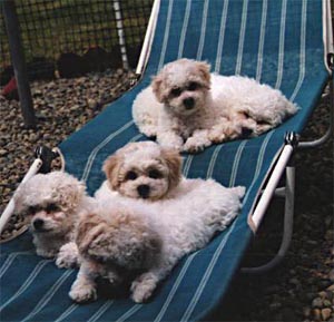 puppies taking a rest