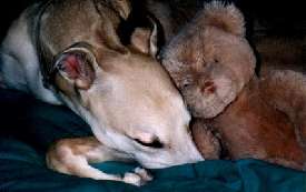 Blitzen Sleeping w/his Teddy