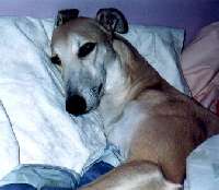 Blitzen Head on Pillow