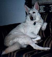 Dakota on Couch