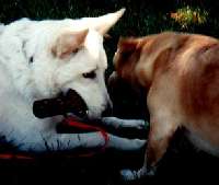 Dakota Tug of War