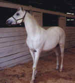 Priss' Sire - Dandy Natural +/