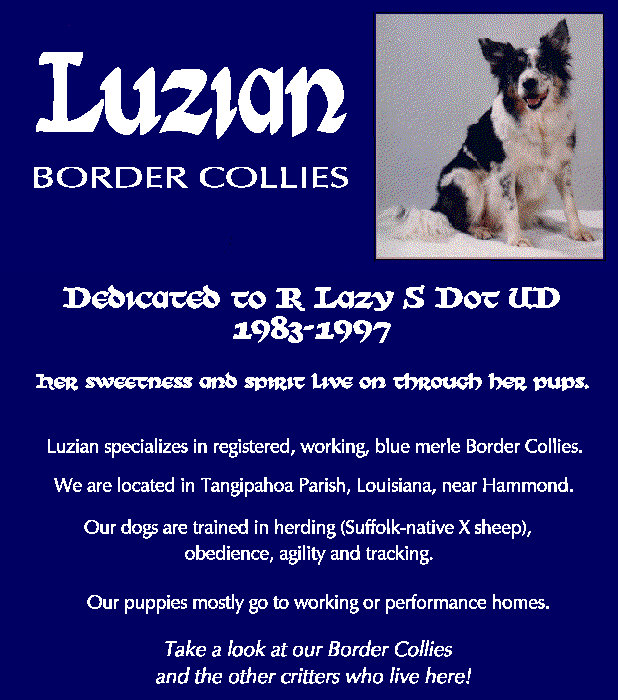 Luzian Border Collies