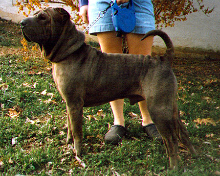 Hershey At Three Years Old