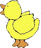 duck1