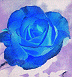 Blue Rose