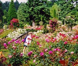 Rose Gardens