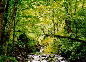 Creek at Bridal Veil