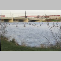 ducks_on_river.jpg