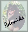 Adonika Web Designs