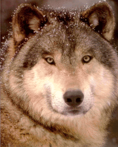 Wolf pic. Link to Wolf Den