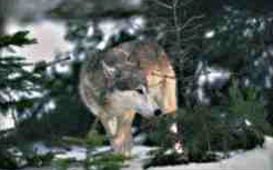 Wolf Pic