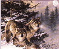 Wolves, Pic