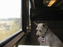 Shiva on the train